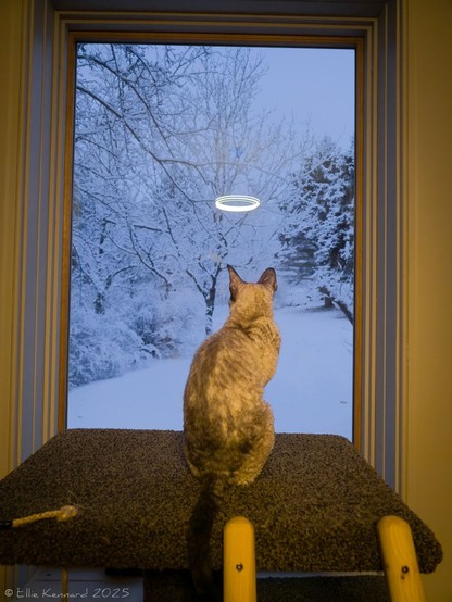 A tortie siamese coloured cat with short, slightly curly hair is sitting on the top of a short cat tree covered in brown carpet. She has her back to us and she is looking out the window at the first snowfall of the year. Reflected in the window is a perfect halo above her head (from the light in the room). Outside the window is a snowy scene with evergreen trees as well as bare deciduous ones. Evewrything is covered in snow.