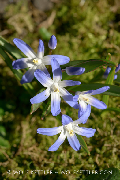Four open flowers, seen from above. They have white centres, the ends of the petals are blue.