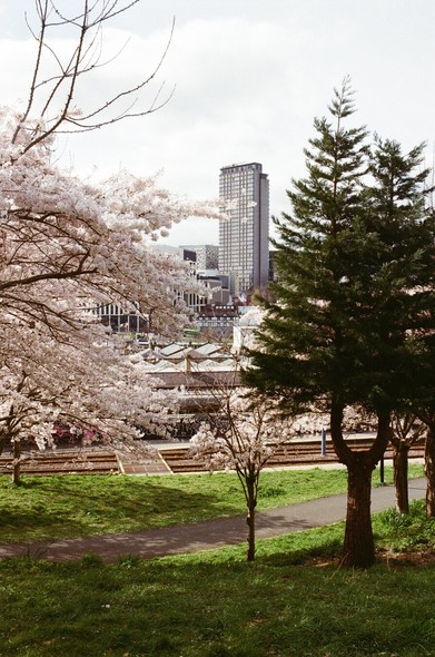 This photograph captures a tranquil scene in a park located in Sheffield, UK. The image is layered with natural beauty and urban architecture, creating a harmonious blend of both worlds.
Foreground: The scene opens with a well-maintained park, featuring a winding path that meanders through lush green grass. The path invites exploration, curving gently through the landscape.

Midground: The park is adorned with trees, some of which are in full bloom with delicate white flowers, suggesting the vibrancy of spring. These blooming trees add a soft, ethereal quality to the scene, while evergreen trees provide a contrast with their darker foliage.
Background: Rising above the natural landscape is a tall, modern high-rise building. Its sleek design and reflective surfaces stand in stark contrast to the organic shapes of the trees, highlighting the coexistence of nature and urban development in the city.