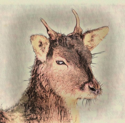 Ein bearbeitetes Foto das nun aussieht wie eine Zeichnung: Der Kopf eines jungen Hirsches.

An edited photo that now looks like a drawing: the head of a young buck.