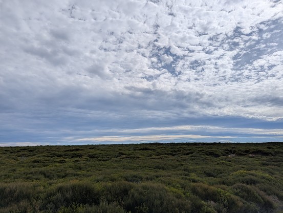 Ocean headland covered in dense green shrubbery and heath seen under a cloudy blue sky