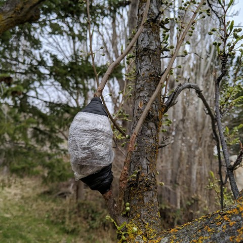 A photo showing a small limb on a plum tree that has had a blob of plastic and rubber added to it. What created this was freshly harvested sphagnum moss mixed with some dirt that came along with it and a little dirt and wood ash, then soaked in water. This was secured around the de-barked limb with some narrow plastic wrap and then it was covered with some wide plastic wrap to make 3 layers. The top and bottom was sealed with some splicing tape. The whole thing wrapped tight with narrow wrap, then more splicing tape on the ends. The goal is to retain the moisture of the sphagnum moss for a couple of months if it takes that long.