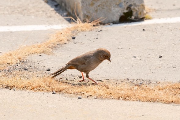 A small brown California Towhee with a dark brown head, reddish brown body, and pinkish legs stands on a parking lot with cracks filled by dry grass, looking down as it searches for food. It is a profile view and only its back is illuminated by the sun.