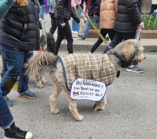 Photo from the April 5, 2025 Hands Off protests, location and photographer unknown. A small dog is wearing a checkered dog vest. On the vest is hanging a handwritten sign that reads, "Hey, Republicans... Did Trump cut off your testicles, too?"