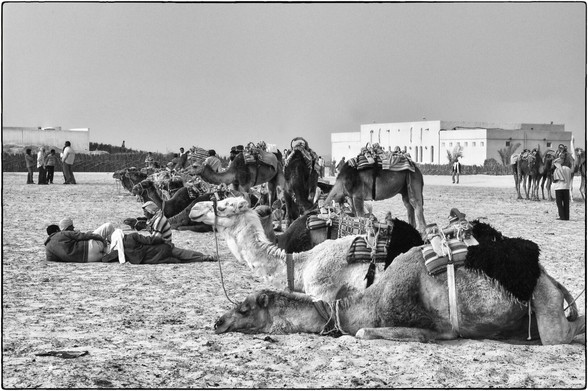 Schwarzweissfotografie von ruhenden Kamelen und Menschen.