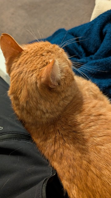 Das Bild zeigt eine Nahaufnahme einer orangefarbenen getigerten Katze, die liegt und vom Betrachter weggewandt ist. Ihr Kopf ist leicht nach links gedreht.