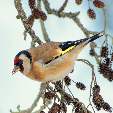 A goldfinch sitting in an alder tree
Surrounded by cones
Looking left