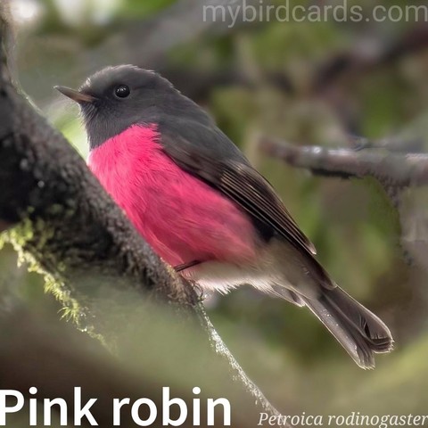 🌏 Pink robin (Petroica rodinogaster) 

The male pink robin (pictured) is a small, but striking, Australian robin, with a bold pink breast, grey-black upperparts, a white forehead spot, and a black bill. Females are duller, grey-brown with a pinkish tinge below and a buff forehead spot. They inhabit cool, temperate forests of southeastern Australia, including Tasmania. Usually seen alone or in pairs, they are shy and forage for insects and spiders in shrubs or on the ground. Their call is a soft, chattering trill.

Conservation status: Least Concern (IUCN 3.1)

📷: Photo by pen_ash🦜 via Pixabay https://pixabay.com/photos/pink-robin-bird-perched-robin-6493985/

IMZS