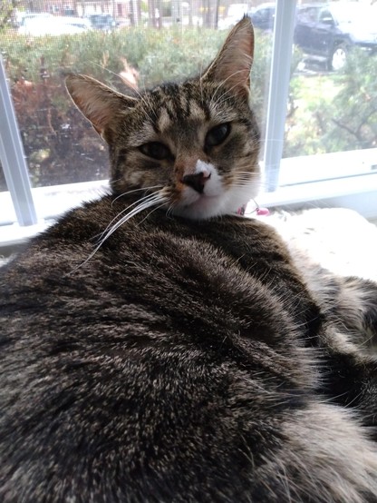 A young tabby cat with white markings is lying on a soft, fuzzy, white window shelf.  Her head is turned as she looks over her shoulder at you with sleepy, amber-colored eyes.  The window behind her reveals rainy weather.