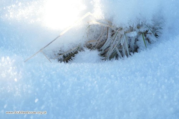 Photo of ice crystals around grass
