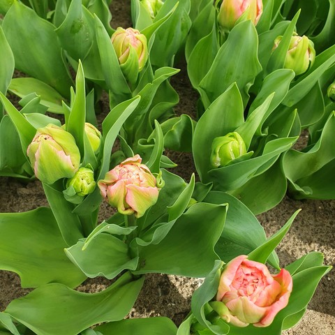 Mostly closed pink tulips, with the external. Petals still green. Once they open, they will be clearly multilayered.