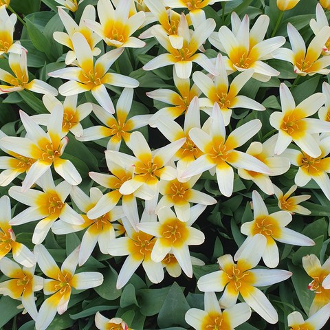 White open tulips with white petals and yellow heart, looking almost like some strange kind of daisy.