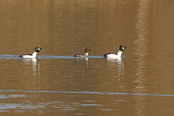 a trio of ducks swimming in a line, a male and female pair is being pursued by a single male