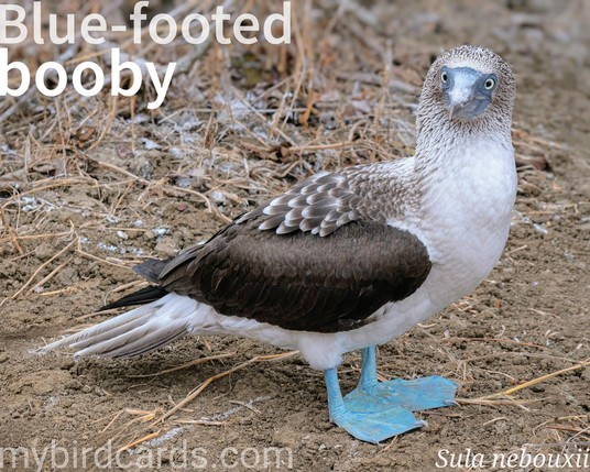 🌎 Blue-footed booby (Sula nebouxii) 

The blue-footed booby is a medium-sized seabird with distinctive bright blue webbed feet, brown wings, and a white underbelly. They inhabit tropical and subtropical regions of the eastern Pacific Ocean, breeding on arid, rocky islands from the Gulf of California to Peru, with a large population in the Galápagos. Known for their elaborate courtship rituals, males display their blue feet in a high-stepping dance to attract females. They are monogamous during a breeding season and nest on the ground. Their diet consists mainly of fish, which they catch by plunge-diving from significant heights. Two subspecies are recognized.

Conservation status: Least Concern (IUCN 3.1)

📷: Photo by hbieser via Pixabay https://pixabay.com/photos/ecuador-blue-footed-boobies-wildlife-4259426/

UOGV