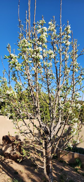 Peach tree in bloom.