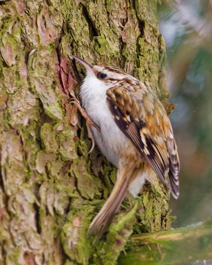 The treecreeper searches for food under the bark of a spruce