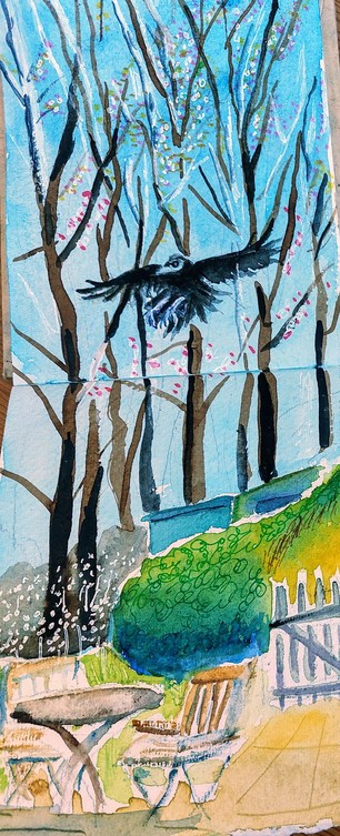 Jackdaw flying out of young Beech trees towards garden  chairs and table with gate, hedge and garage bathed in Spring sunshine.
