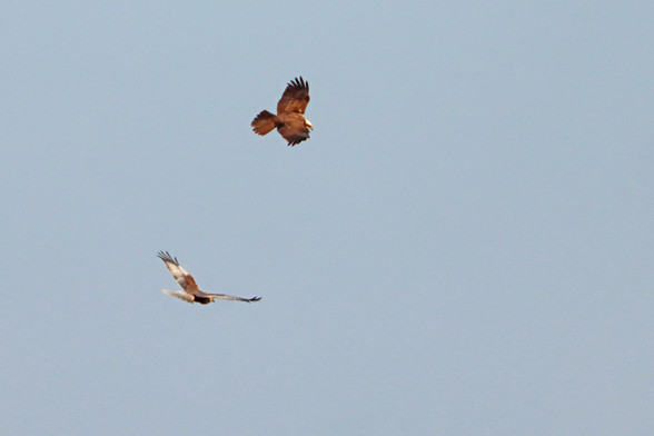 a distant pair of marsh harriers soar on the thermals against a hazy blue sky