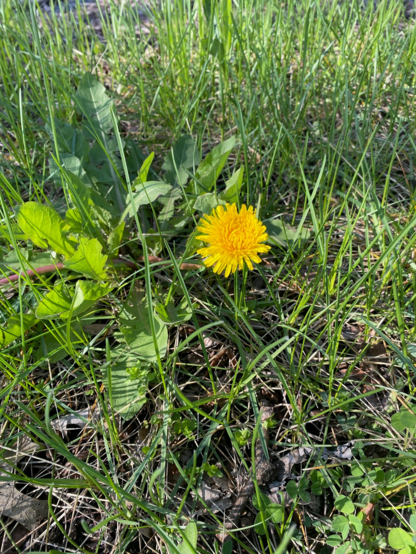 Color image of a dandelion blooming. Image shows a close view of a bloomed dandelion, its yellow petal unfolded in new spring growth, winter's detritus under its weedy outcropping.