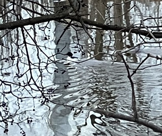 A river ripples as a black and white common merganser male swims. Seen through bare branches . The image is grey and white and black