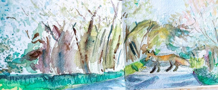 Fox crossing road flanked by blossoming May trees in late afternoon.