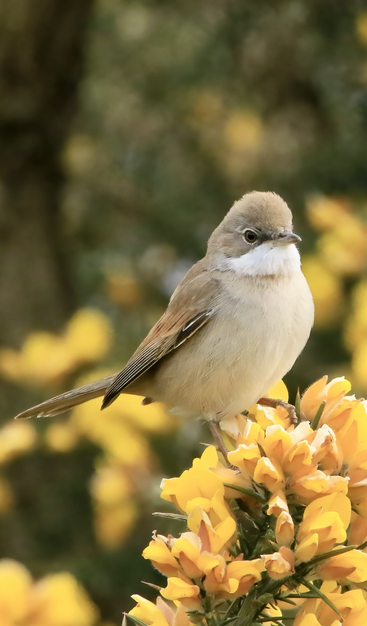 The Common Warbler, (Sylvia communis) is widespread across Europe & western Asia, and migrates to sub-Saharan Africa during the winter. This bird is also commonly referred to as the Common Whitethroat.