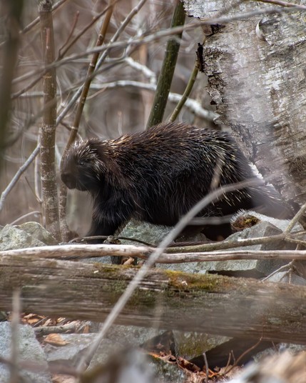 A porcupine walking through a wooded area