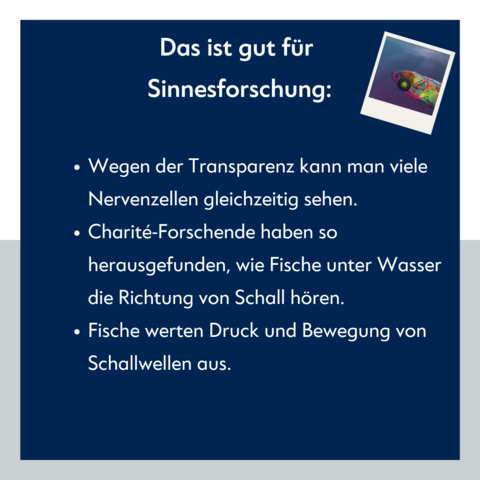 Schrift: "Das ist gut for Sinnesforschung: Wegen der Transparenz kann man viele Nervenzellen gleichzeitig sehen. Charité-Forschende haben so herausgefunden, wie Fische unter Wasser die Richtung von Schall hören. Fische werten Druck und Bewegung von Schallwellen aus."