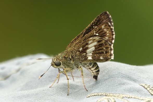 A skipper butterfly feeding from a hat. It is brown with a white band running across the wing. The edges of the wings have a series or darker brown stripes.