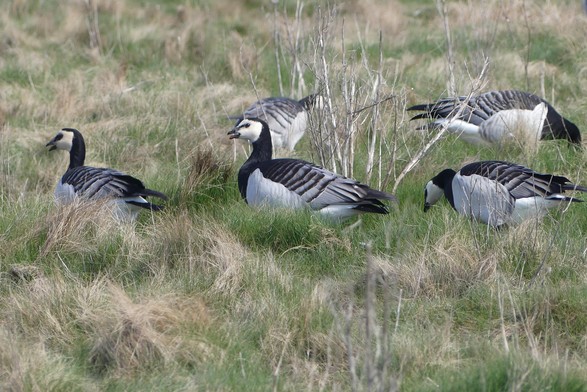 Auf einer Wiese sitzen fünf schwarz-weiße Gänse, wobei die Gans in der Mitte gerade den Schnabel geöffnet hat, drei andere Gänse haben den Kopf gesenkt und fressen. Die Gans links hat auch den Schnabel leicht geöffnet. Alle Gänse haben weiße Bäuche, einen schwarzen Latz auf der Brust, ein weißes Gesicht mit schwarzem Hals und Kopf und einen kurzen dunklen Schnabel. Das Gefieder auf dem Rücken und die Flügel sind grau-schwarz gestreift.