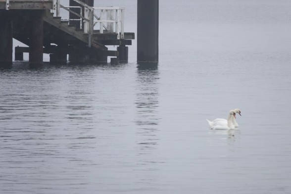 two swans swimming near a bridge