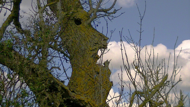 singing tree