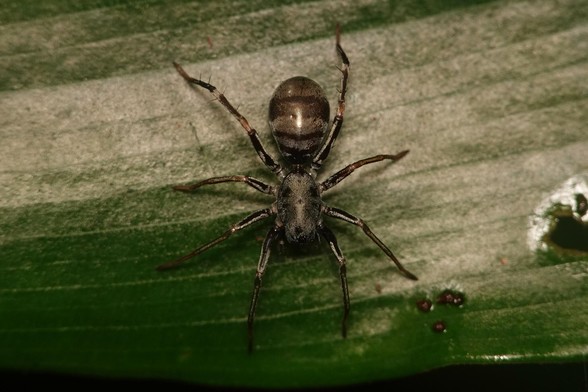 A dark brown spider on a leaf. A narrow waist joins the abdomen to the body, making the spider look like an ant.