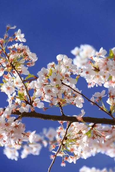 Una foto en formato vertical de un árbol de cerezos en un dia de cielo azul profundo