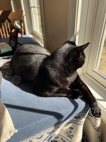 Photo: regal looking black cat lying on blue tablecloth with one leg extended over the edge of the table. His head, to the right, is turned away from the camera as he considers visitors to the bird feeders outside.  This is Frankie, big man of the house.