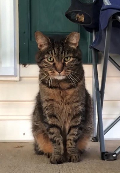 Face front view of a dark tabby cat staring right at the viewer. She doesn’t look happy.
