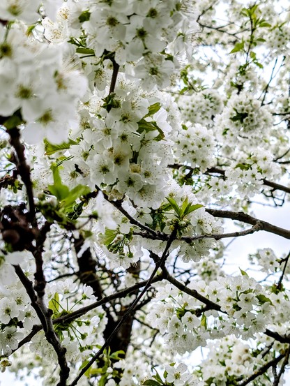 Nahaufnahme eines blühenden Kirschbaums mit unzähligen weißen Blüten, die dicht an den Ästen sitzen. Das Licht ist leicht gedämpft, der Himmel bedeckt – trotzdem leuchtet die Blütenpracht intensiv und kontrastreich