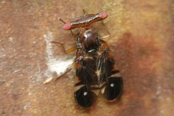 Same description as first image.