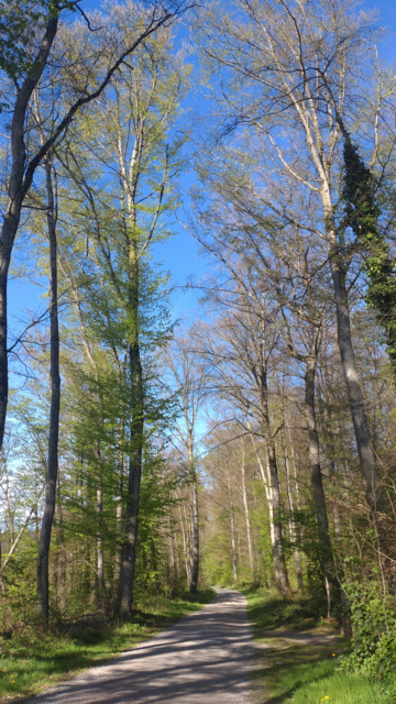 Blick entlang eines Waldweges mit hohen, aber bisher nur zierlich begrünten Laubbäumen. Durch die Bäume sieht man gut den blauen Himmel.