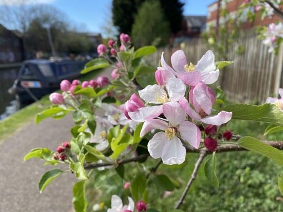 A close-up of pink and white apple blossoms with budding flowers, set against a canal scene featuring a navy blue narrow boat and greenery in the background.