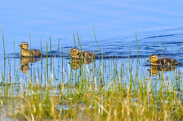 Three Mallard duckling spaced across the frame, seen through the vegetation at the edge of a pool, the leftmost one has a raised head, whilst centre and right have their heads in the normal position. They are reflected in the still water towards the camera, as their wakes spread out behind them in the blue water.