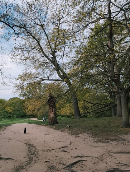 A dog walking down a path in Hampstead Heath
