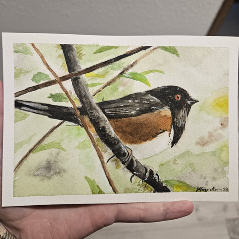 A watercolor painting of a towhee in seattle washington. I saw this particular towhee in April 2025. Painted on 5x7 strathmore watercolor paper with holbein watercolors. There is a light amount of green glitter in the background. A sort of happy accident.
