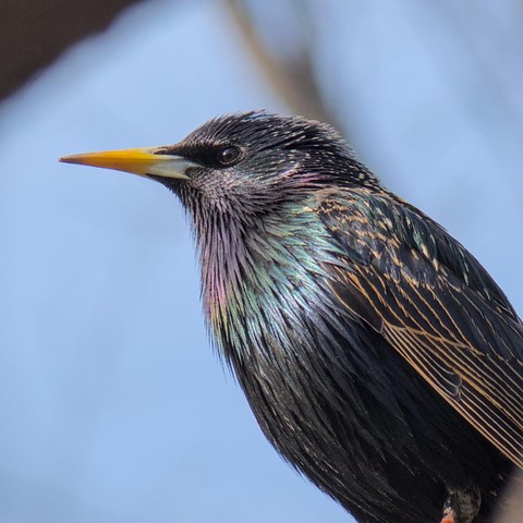 A starling on a fence