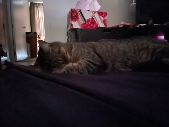 Part II: similar to the previous photo but now she has her little paws covering part of her little head
