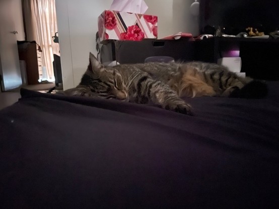 Part III: again a similar image to the previous two but now one of Fara the golden tabby’s paws is stretched out towards me