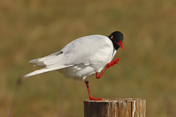 a small white gull with a black head and red beak and legs stands atop a round wooden fence post, one foot is raised towards its beak as if it is waving at the photographer