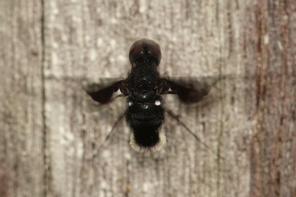 The same fly, captured in mid-flight, showing more of its body. The body is completely black, except for two small white spots on the sides and a circle of white at the tip of the abdomen.