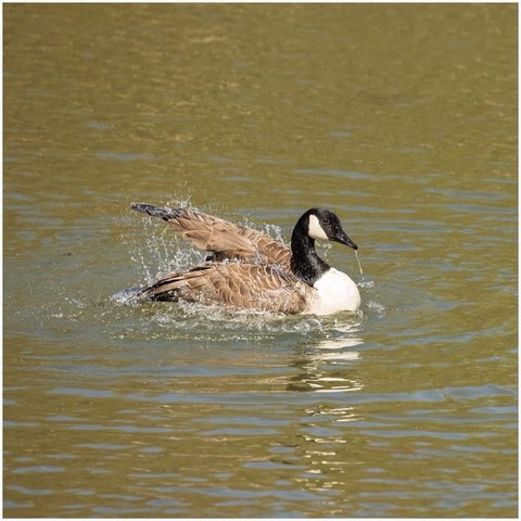 A Canada goose splashes in a calm body of water, creating ripples around it. The bird's distinctive black head and white cheek patches contrast with its brown body feathers.