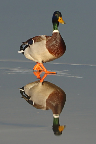 a duck is walking across a frozen lake, there is a thin layer of water on top of the ice, forming an almost perfect mirror to create a reflection of the mallard from below